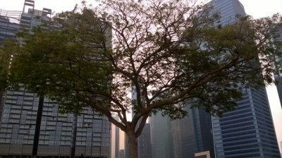 Der Stadtstaat Singapur versucht möglichst viel Natur zu behalten.